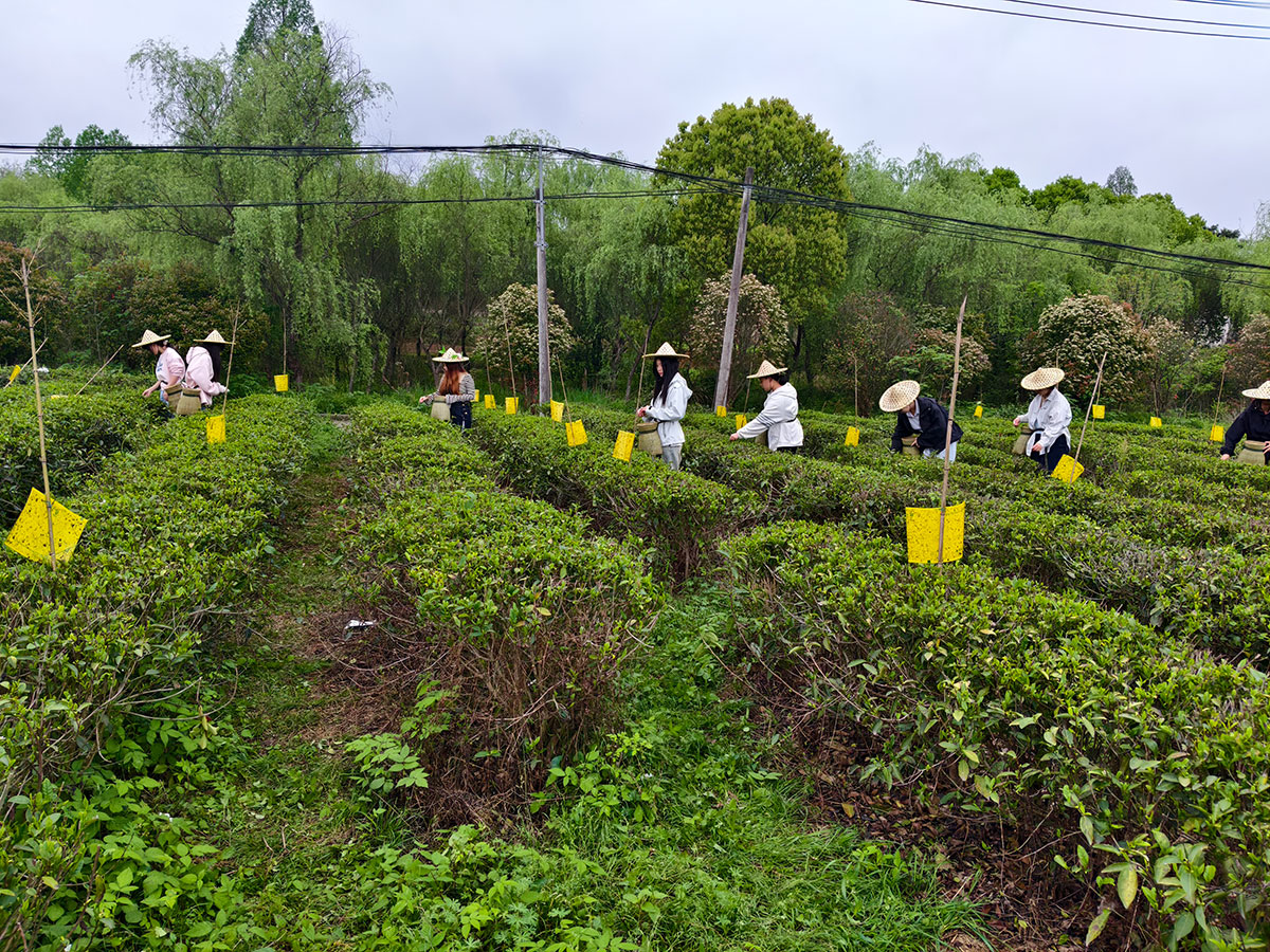 知行共踐 產(chǎn)教融合-黃山職業(yè)技術(shù)學(xué)院學(xué)生走進(jìn)實(shí)驗(yàn)茶場(chǎng)開展制茶實(shí)踐活動(dòng)